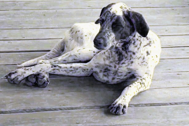 Pasji film predstavlja posnetke zaspanih psov, ki so prilagojeni pasjemu barvnemu spektru.
