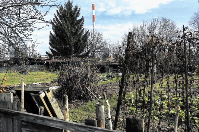 Vrtičkarji, ki so se udomačili na občinski zemlji na robu industrijske cone Šiška, bodo morali najti nove vrtičke.