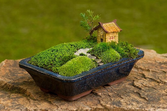Zelena dekoracija doma: ustvarite miniaturno gozdno pokrajino z mahom   