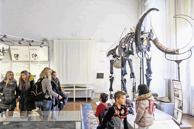 Zvezda Prirodoslovnega muzeja je prav gotovo mamut, o katerem se z zanimanjem učijo tako mali kot veliki. Vsakdo je lahko...