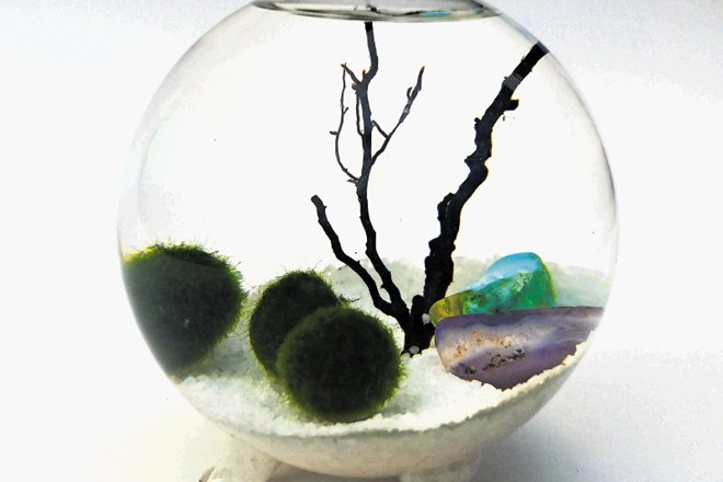 Podvodni vrt z algami marimo