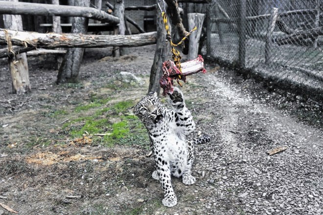 Za perzijsko leopardko je dedek Mraz v živalskem vrtu pripravil meso, pripeto na elastiko. Samička se je tako morala...