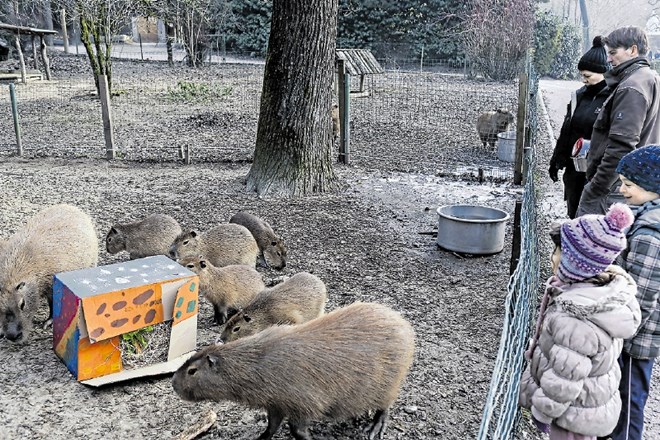Skupina kapibar se je nepričakovanega darila lotila s skupnimi močmi in se kmalu prikopala do sveže zelenjave, skrite v...