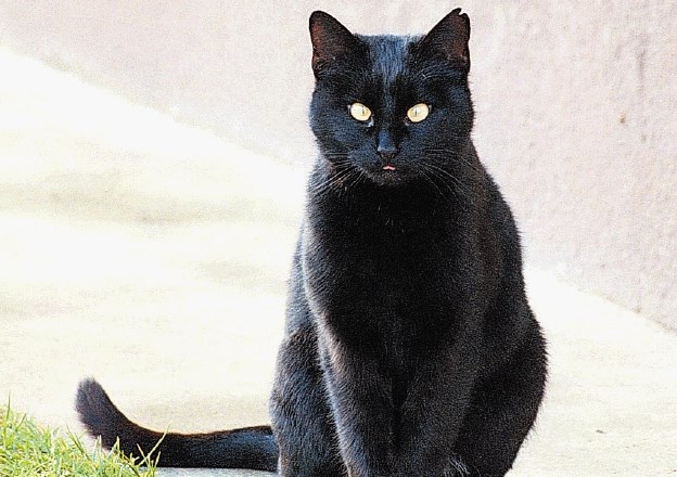 Črne mačke so trmaste, a prijazne ter se rade družijo z ljudmi in drugimi živalmi v hišnem gospodinjstvu.