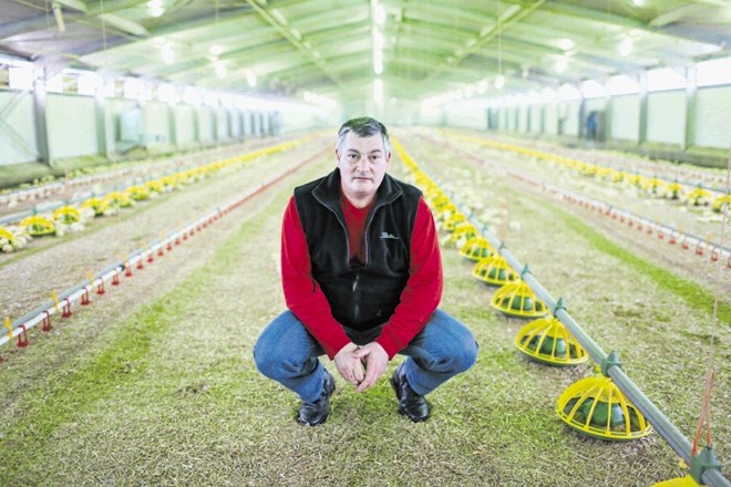Bojan Lončar na svoji kmetiji v Puconcih zadnjih petdeset let redi piščance, ki jih nato pod svojo blagovno znamko proda...