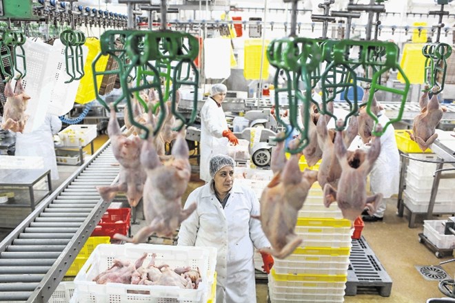 Na dan v družbi Pivka perutninarstvo  zakoljejo do 30.000 piščancev,  7,500.000 na leto ali 11.500 ton piščančjega mesa....