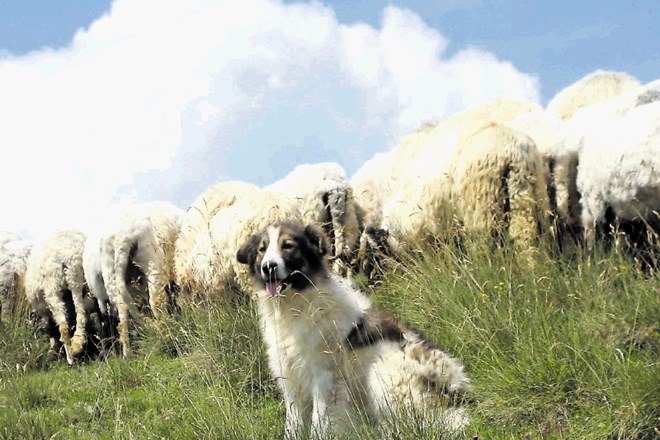 Ovce in jagnjeta na pašniku je nemogoče zaščititi pred napadi iz zraka, trdijo rejci. Država temu oporeka.
