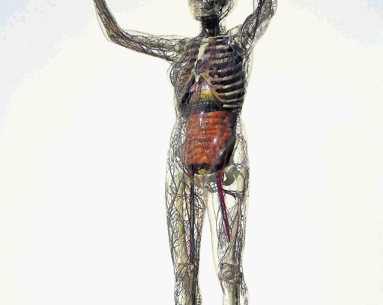 Steklena ženska, replika anatomskega modela ženskega telesa iz leta 1935