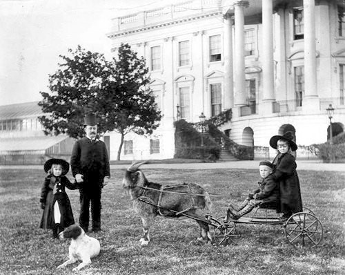 Benjamin Harrison, ki je bil na čelu ZDA konec 19. stoletja, je vnukom podaril kozo.