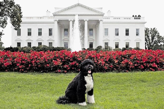 Bo je bil prvi pes družine Obama.