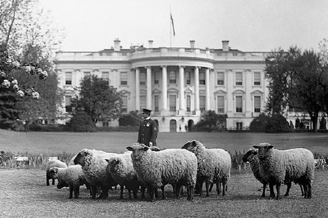 Ovce so grizle trato pred Belo hišo.