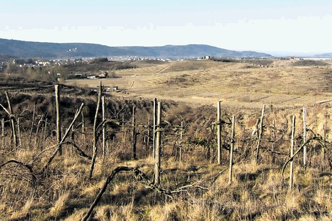 Vsaj 60 hektarov kompleksa vinogradov v Biljenskih gričih neusmiljeno propada.