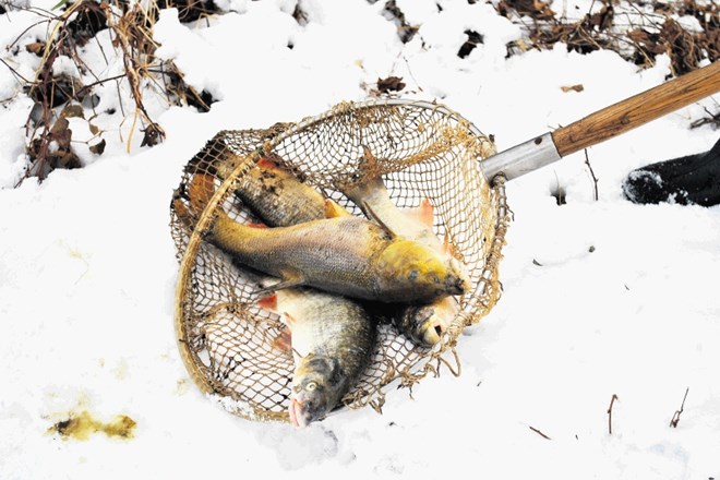 Člani Ribiške družine Celje so  ob brežinah reke Savinje odstranjevali poginule ribe, ki so jih kormorani nakljuvali in jim s...