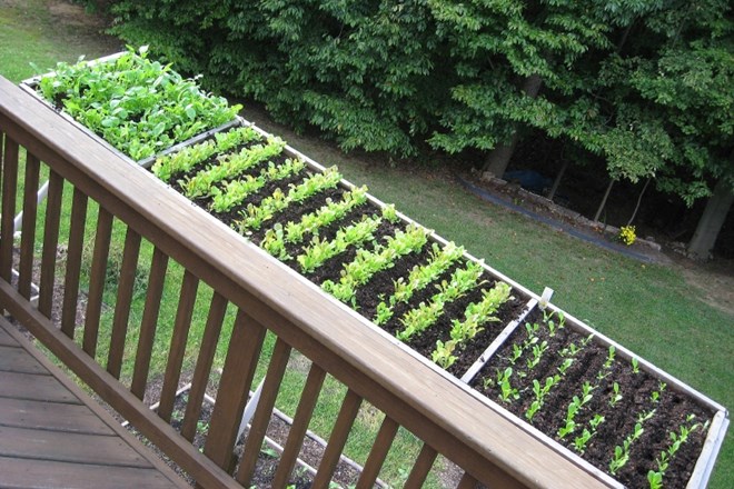 Zelenjavni in zeliščni vrt si lahko ustvarimo tudi na sončnem balkonu ali terasi  