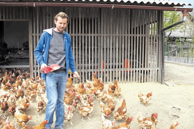 Za zdaj imajo na kmetiji Jenko 350 nesnic, ki  znesejo okrog 200 jajc na dan.