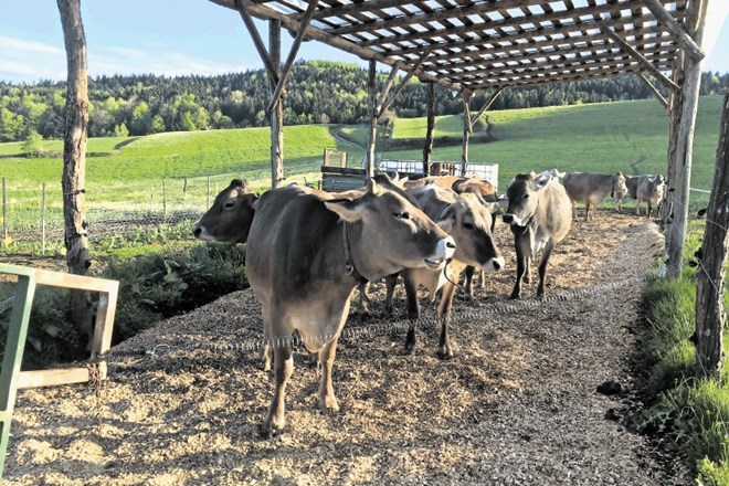 Živali s kmetije Kukenberger preživijo vsaj pol leta zunaj na paši.