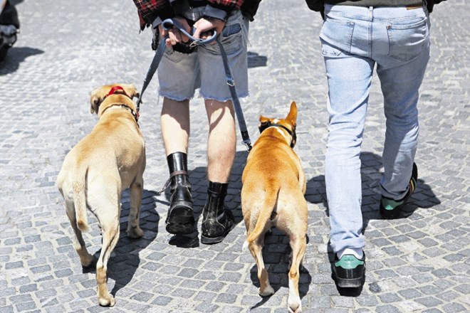 Mestni sprehajalci imajo ponekod že na voljo zabojnike za pasje iztrebke.