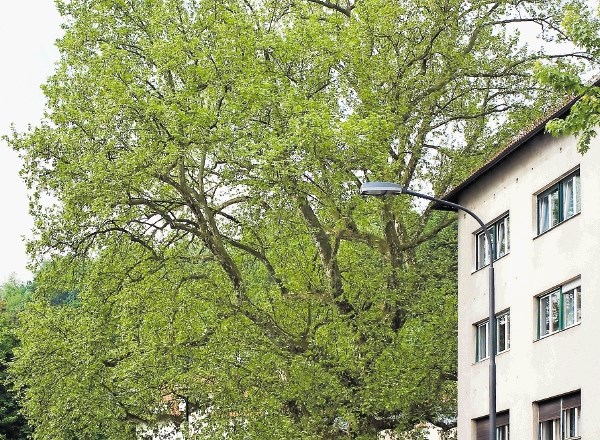 Platane  v Streliški ulici (na fotografiji levo) so ena najstarejših dreves v Ljubljani, lipa pred gostilno Pod lipo pa je...