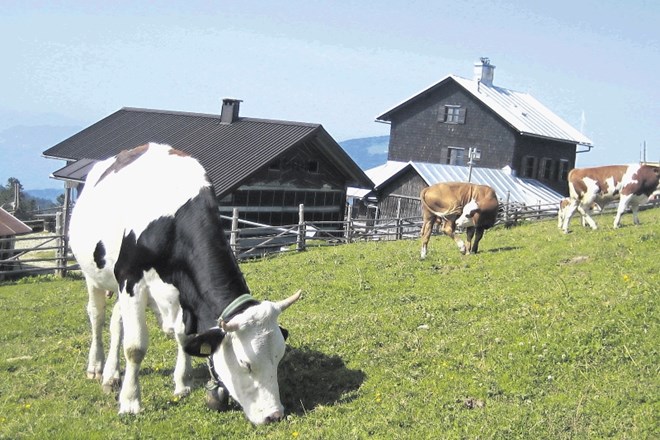 Za raziskovanje prehranske dediščine Alp ni pomembno samo kislo mleko v skodelici. Posebno pozornost raziskovalci namenjajo...