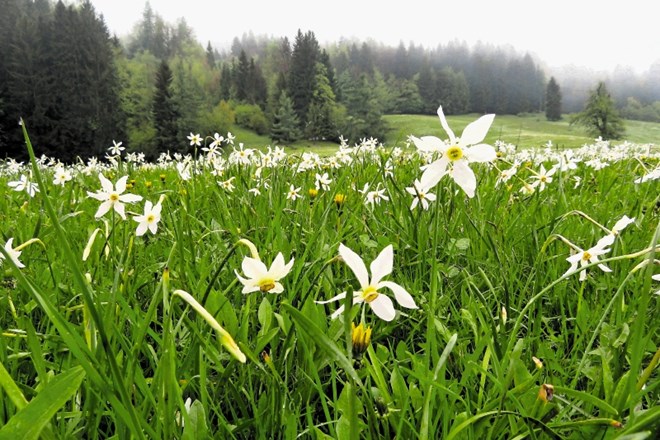Narcisam domačini rečejo tudi ključavnice, rastejo pa tudi na travnikih v Plavškem in Javorniškem Rovtu (na fotografiji).