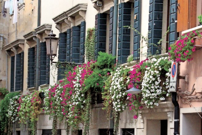 Bogate balkonske zasaditve popestrijo dišeče in uporabne rastline