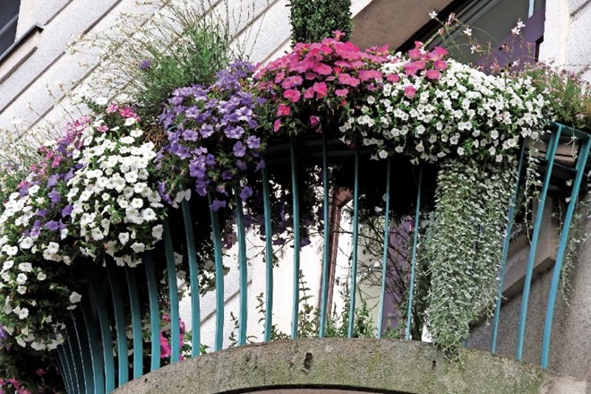 Bogate balkonske zasaditve popestrijo dišeče in uporabne rastline