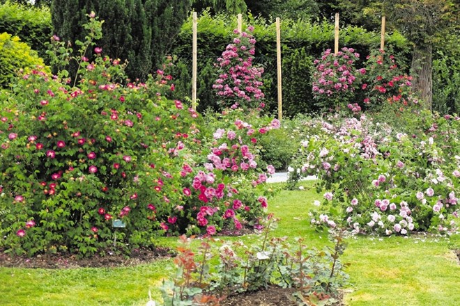 Trenutno so v modi vrtnice, ki so videti kot stare zgodovinske sorte, take, kot jih imajo tudi v rožniku Arboretuma Volčji...