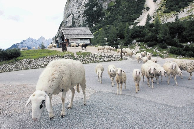 V času popolnih zapor se na Vršiču sprehajajo v glavnem ovce, turistov pa skoraj ni.