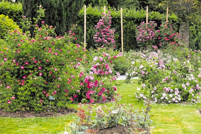 V rozariju v Arboretumu so vse vrtnice označene.