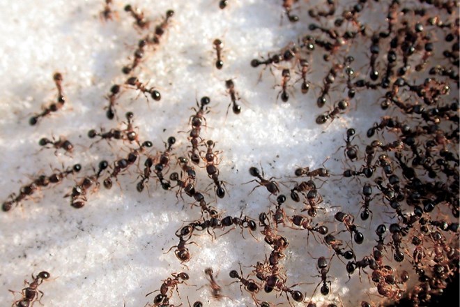 Mravlje v sladkorju
