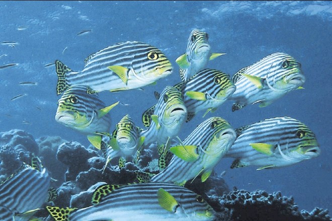Ribe imajo rade različno vegetacijo in skale, med katere se lahko skrijejo.