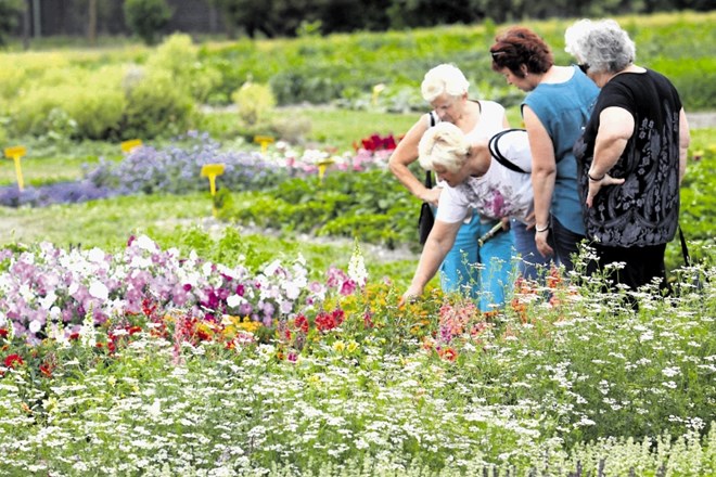 Obiskovalci vrta so se sprehodili med gredicami cvetlic, ki so jih  še babice imele na svojih vrtovih.