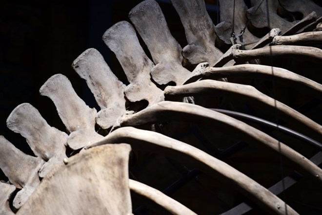 V Naravoslovnem muzeju v Londonu kraljuje 25 metrov dolgo okostje sinjega kita