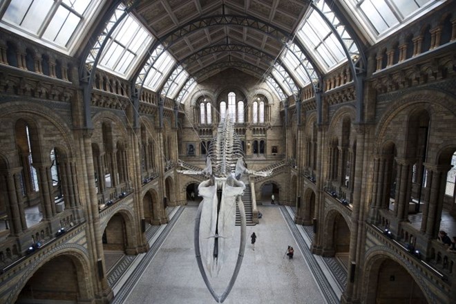 V Naravoslovnem muzeju v Londonu kraljuje 25 metrov dolgo okostje sinjega kita