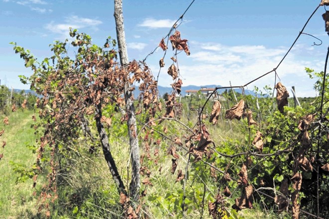 Okrog 200 hektarjev državnih vinogradov na Biljenskih gričih propada.