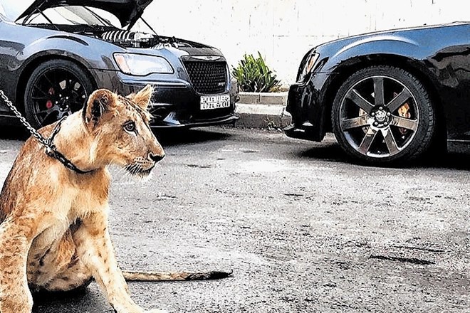 Mladi bogataši na instagramu: gepard na avtu, zlata pištola v žepu