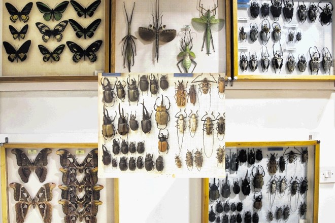 Razstavljenih je skoraj 50.000 preparatov žuželk iz različnih znanstvenih zbirk.