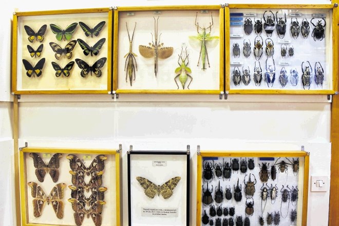Razstavljenih je skoraj 50.000 preparatov žuželk iz različnih znanstvenih zbirk.