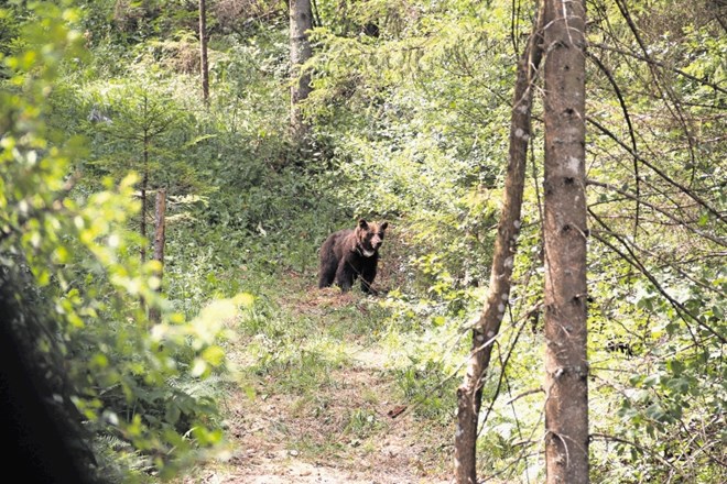 Medvedi včasih zaidejo v gozd, ki ne velja za območje medveda.