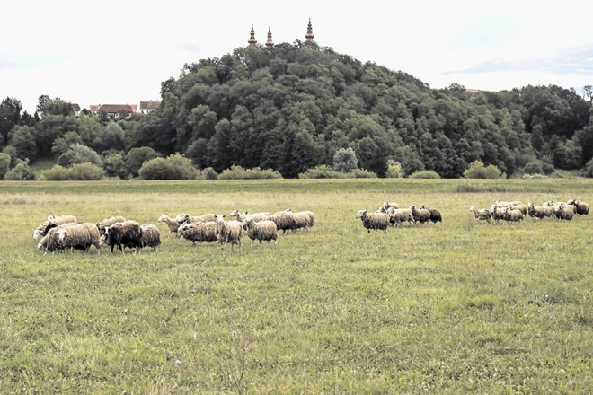Družinska kmetija Kekec stoji na robu travnikov Svete Trojice v Slovenskih goricah. Čez pašnike sega pogled tudi do simbola...