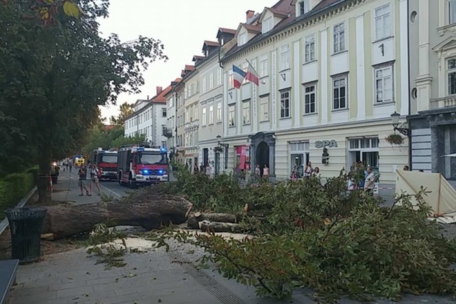 Na Bregu ob Ljubljanici se je podrlo drevo