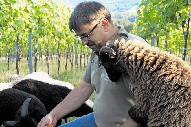 Po vinogradu Božidarja Zorjana se prosto pase čredica pritlikavih ovc s severnofrancoskega otoka Ouessant. »Parkljaste živali...