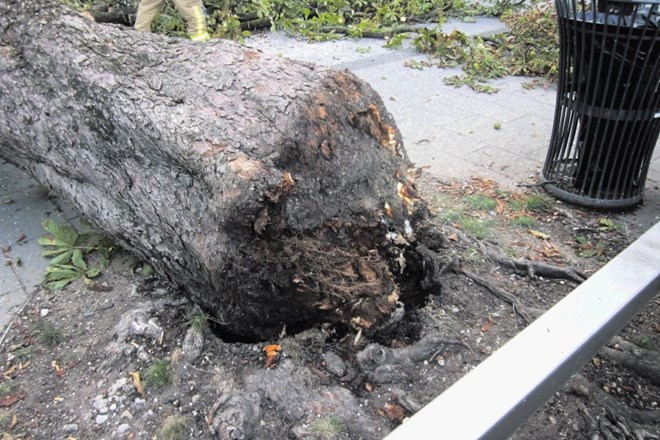 Gasilci so povedali, da je bilo padlo drevo pri tleh videti, kot bi  ga kdo odžagal.