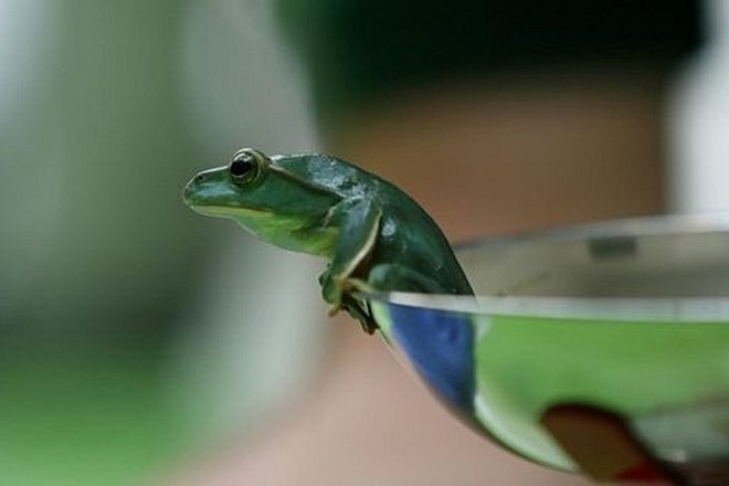 Kako v živalskem vrtu tehtajo miniaturne žabe, netopirje, gorile in leve?