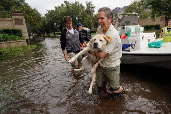 Številni so hišne ljubljenčke rešili pred katastrofalnimi poplavami, mnogi vendarle ostali zapuščeni