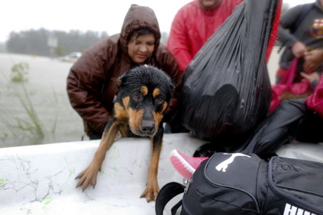 Številni so hišne ljubljenčke rešili pred katastrofalnimi poplavami, mnogi vendarle ostali zapuščeni