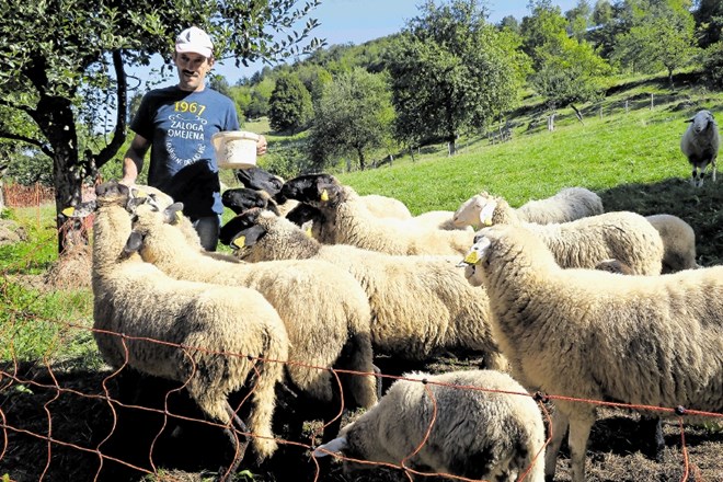 Mirko Pašič je lani zamenjal vso čredo 24 ovc. »Ne preostane mi drugega, kot da jih ponoči zapiram v hlev, kar  pomeni...