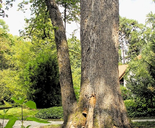 Marmontova lipa izgubila boj Natančno je znano, kdaj so posadili najstarejšo lipo v Botaničnem vrtu Univerze v Ljubljani. To...