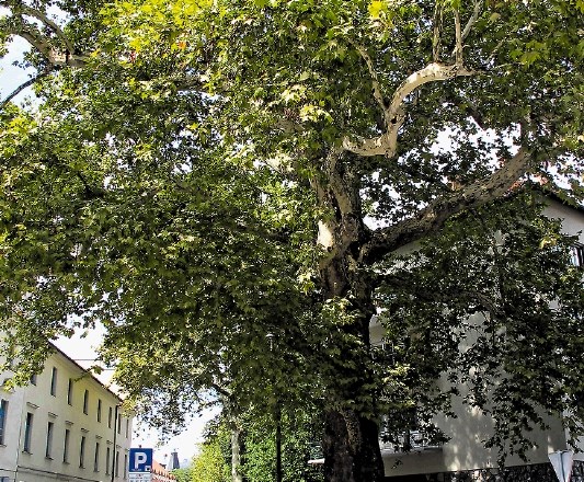 Krošnja čez dve ulici Na križišču Streliške in Strossmayerjeve ulice raste najmogočnejše drevo v Ljubljani. Platana ima...