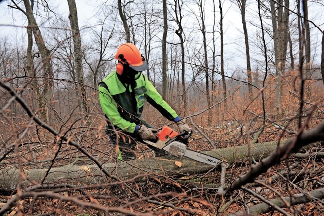 Tudi les za ogrevanje se pripravlja pozimi, ko v deblih ni veliko drevesnega soka.